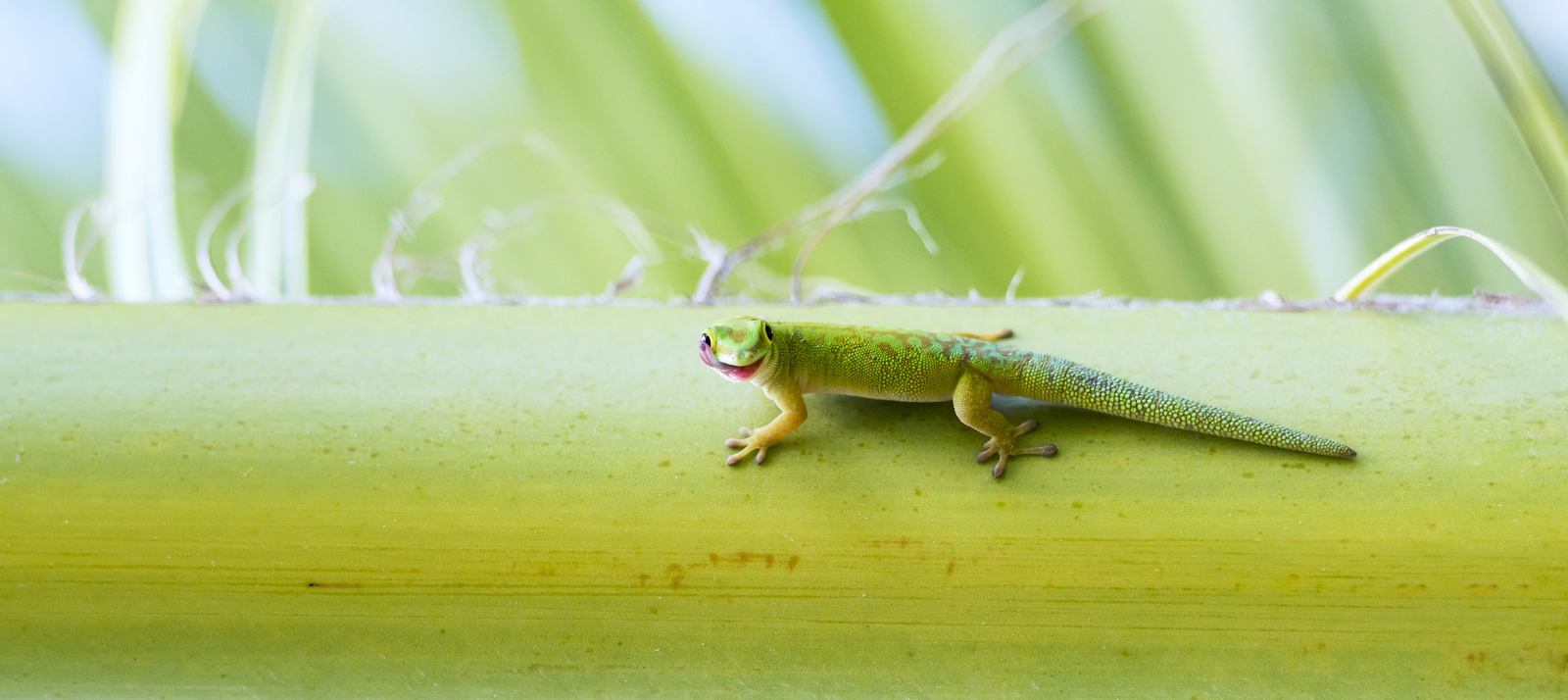 Astove Coral House Astove Coral House: Taggecko