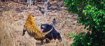 Bamboo Forest Safari Lodge: Kampf zwischen Tiger und Lippenbär
