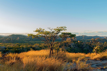Big Cave Camp Big Cave Camp: Baum