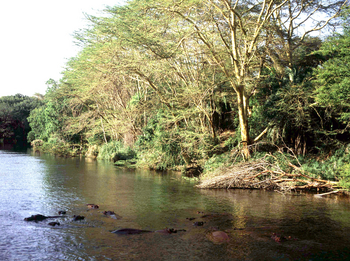 Campi ya Kanzi: Nilpferde in einem der Tsavoflüsse