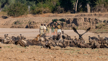 Chikoko Trails: Nilpferdkadaver mit Geiern und Hyänen