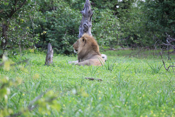 Chilo Ivory Trail Adventure: Ruhender Löwe