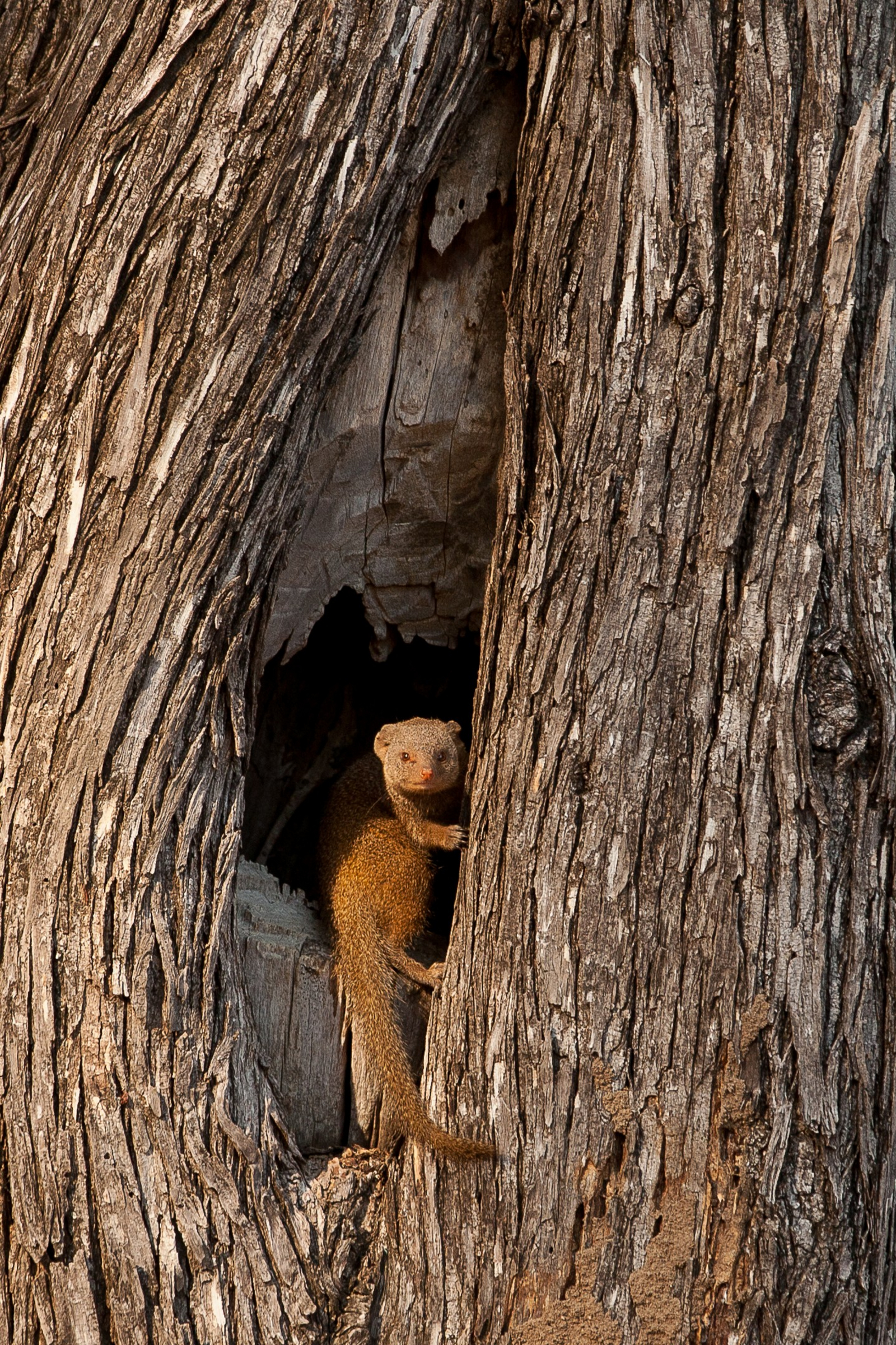 Chitake Mobile Camp Chitake Mobile Camp: Zwergmanguste