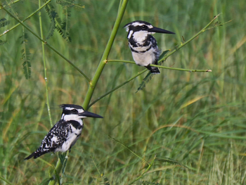 Chundukwa River Lodge: Pied Kingfishers