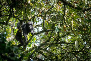 Crater Safari Lodge: Schimpanse im hohen Baum
