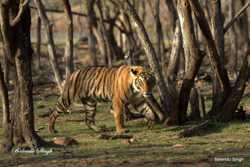 Dev Vilas: Tiger zwischen Bäumen
