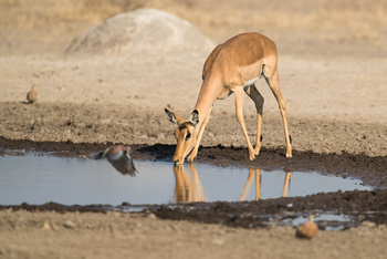 Dinaka Lodge: Impalas