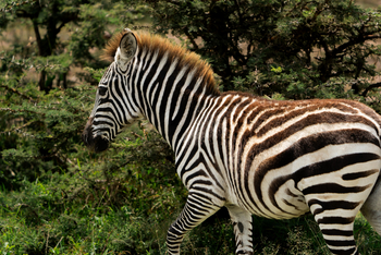 Encounter Mara Camp: Zebrafohlen