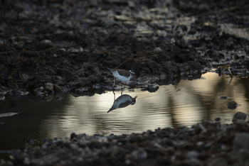 Entim Masai Mara: Sandpiper
