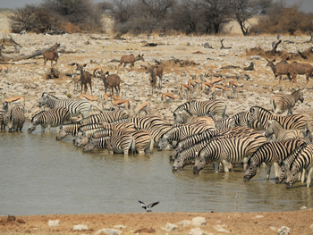 Etosha National Park: Zebraherde