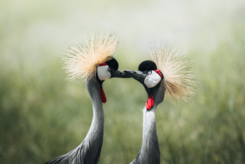 Forest Chem Chem: Balearica pavonina