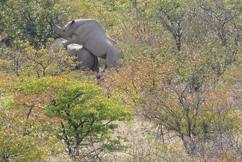 Grootberg Lodge Grootberg Lodge: Nashörner