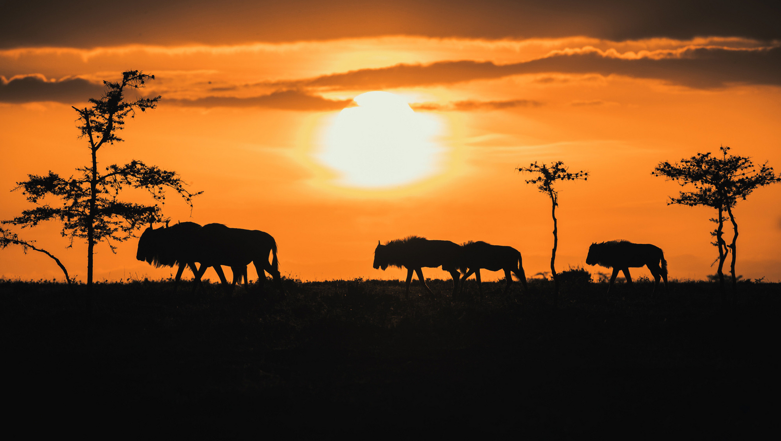 Hemingways Ol Seki Mara Hemingways Ol Seki Mara: Gnusilhouetten