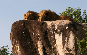 Kidepo National Park: thron