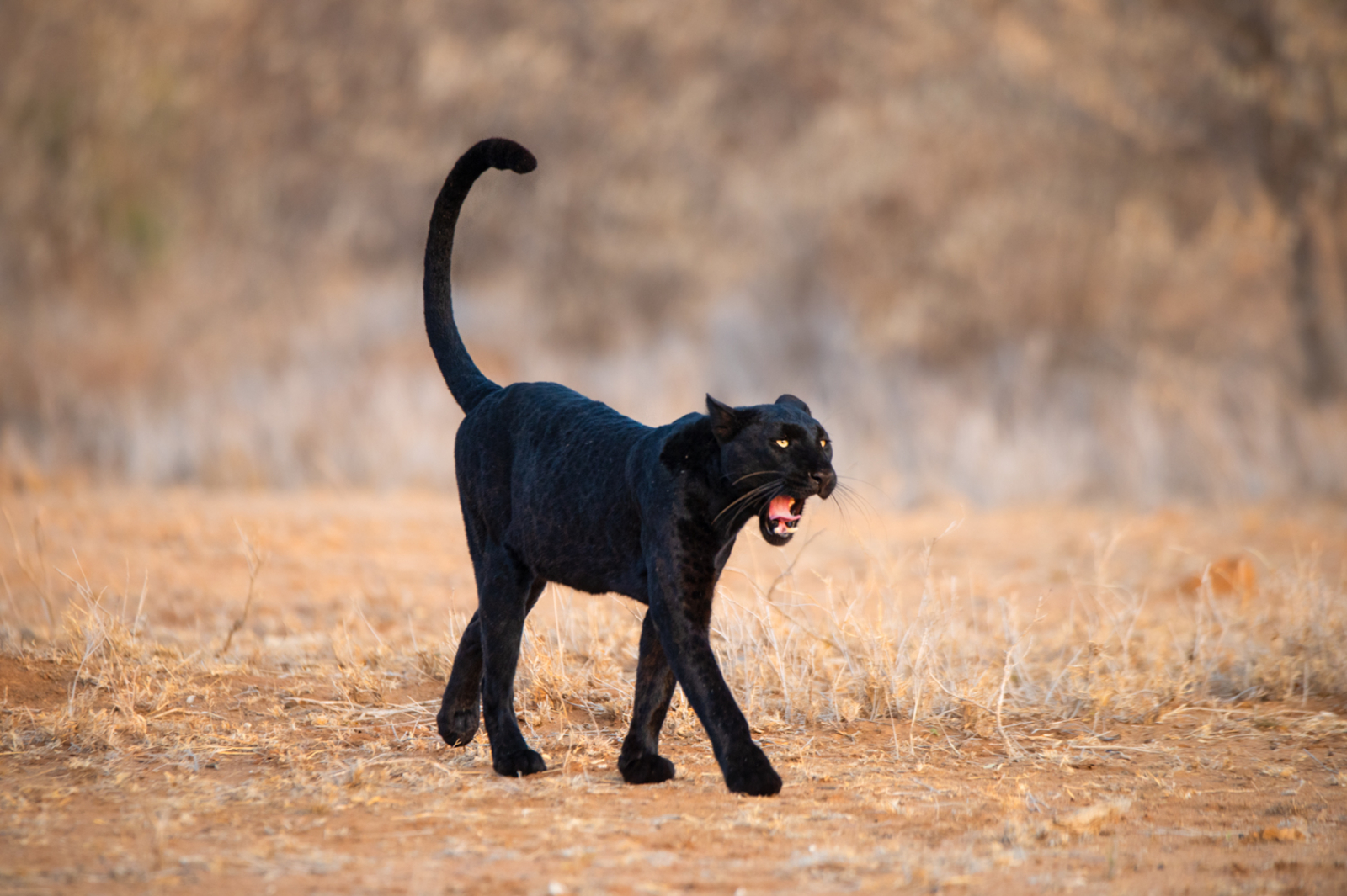 Laikipia Wilderness Camp Laikipia Wilderness Camp: Schwarzer Panther mit offenem Maul