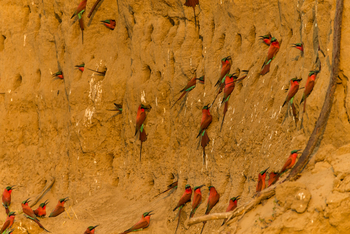 Luambe Camp: Karminspintkolonie