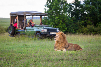 Mara Plains Camp: Löwenmännchen