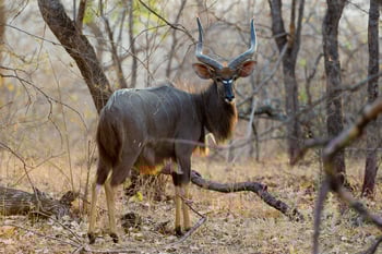 Mkulumadzi Lodge: Nyala-Bock