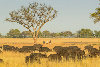 Moanachira Flood Plains: Kaffernbüffel auf einer Wandersafari