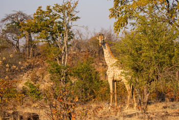 Mpala Jena Camp: Giraffe