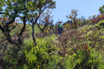 Musangano Lodge: Besteigung Mt. Inyangi