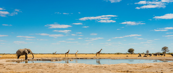 Nxai Pan Camp: Elefant und Giraffen