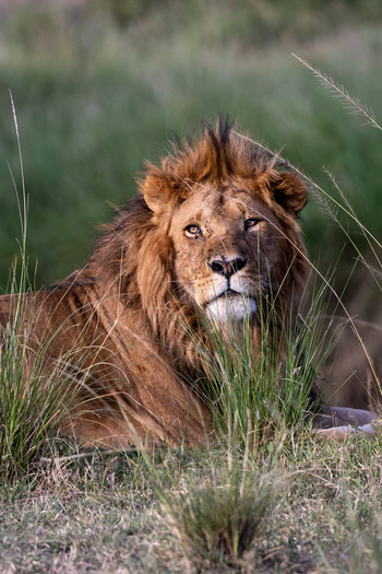 Olare Mara Kempinski: Löwe frontal