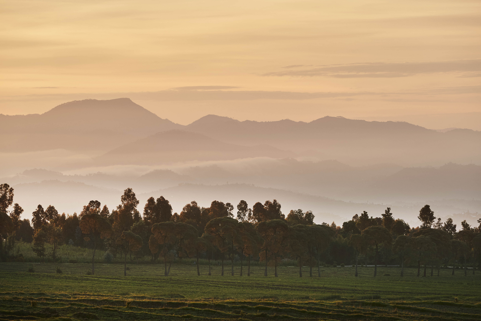 One and Only Gorilla's Nest One and Only Gorilla's Nest: Sonnenaufgang und Berge
