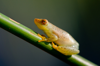 Pelo Camp: Riedfrosch
