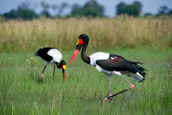 Pelo Camp: Sattelstörche