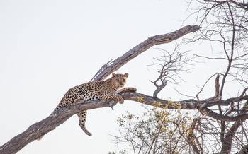 Pom Pom Camp: Leopard