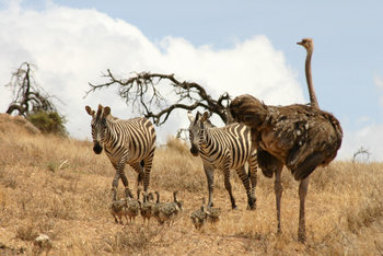Richard's River Camp: Zebras und Straußenfamilie