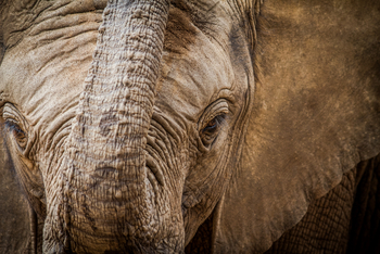 Saruni Samburu: Reteti Elephan Sanctuary