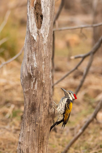 Sawai Vilas: Black-rumped Flameback Woodpecker