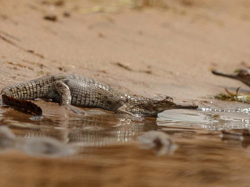 Sawai Vilas: Chambal Sanctuary - Junggavial
