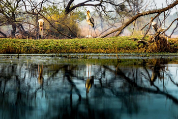 Sawai Vilas: Kailadevi Sanctuary - Störche am Seeufer