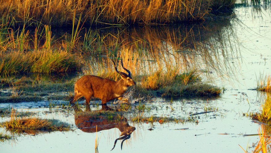 Sitatunga Private Island Camp