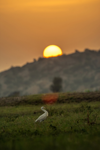 Sujan Jawai: Kuhreiher vor der Sonne