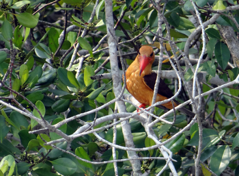 Sunderban Tiger Camp: Brown-winged Kingfisher
