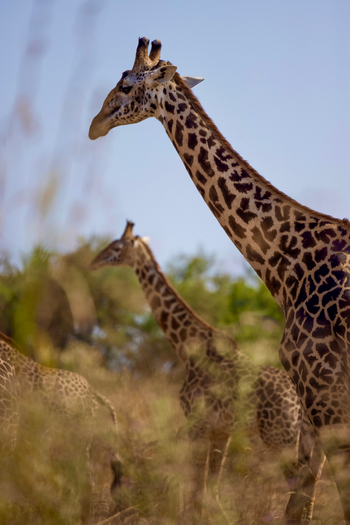 Sungani Lodge Sungani Lodge: Giraffen