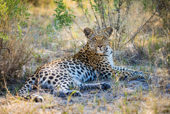 The Dhow Suite at Zarafa: Leopardin