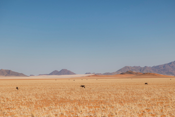 Wolwedans Boulders Camp: Oryx in der Wüste