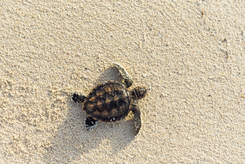 Alphonse Island Lodge: Frisch geschlüpft