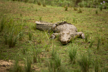 Amanzi Camp: Krokodil