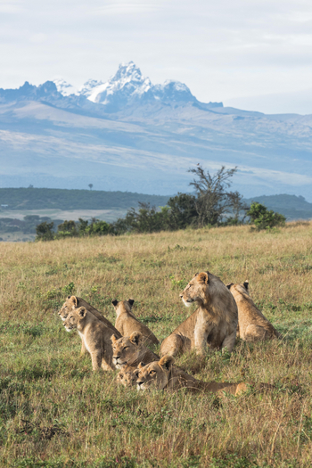 Borana Lodge Borana Lodge: Löwen mit Jungtieren im Gras