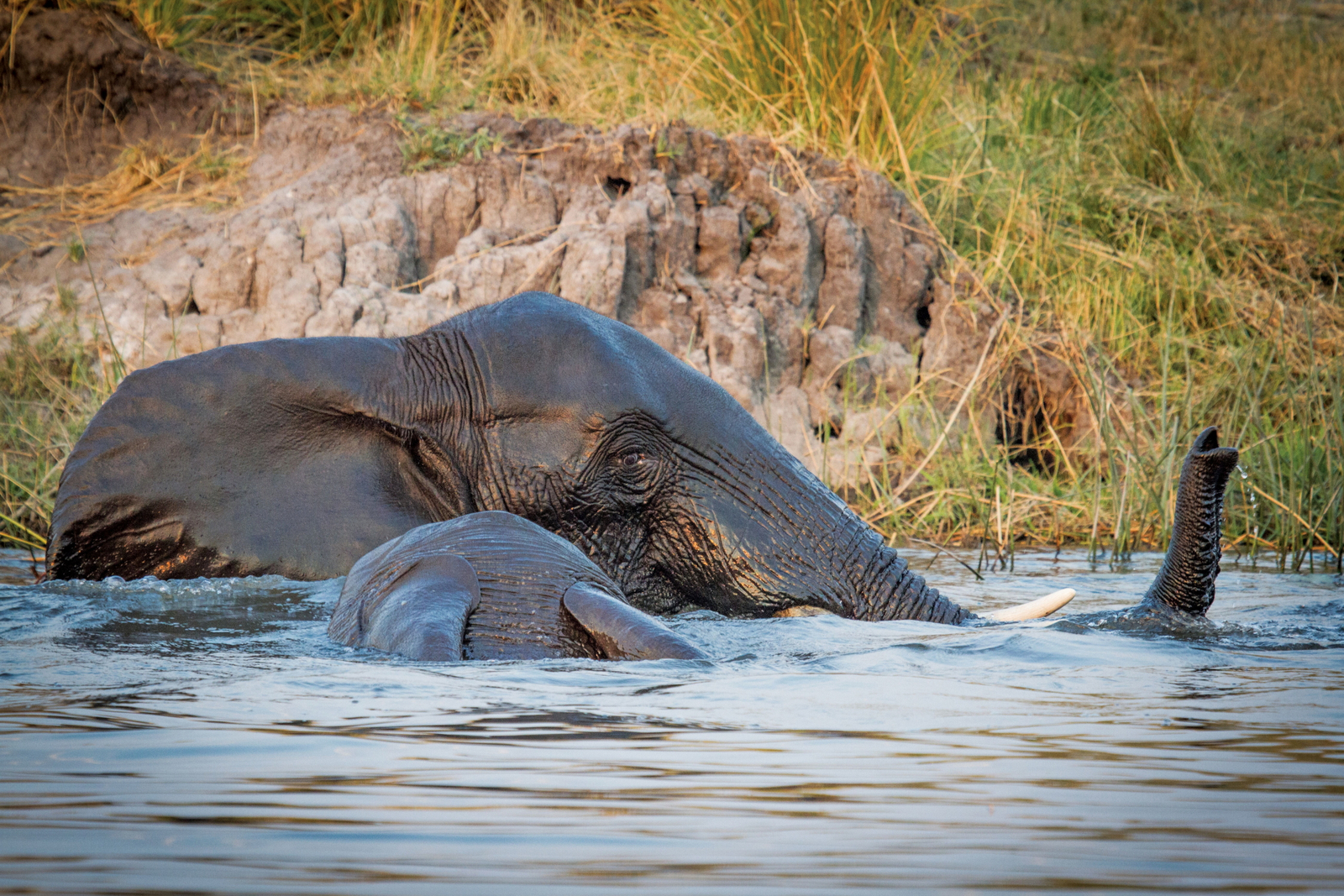 Chobe Game Lodge Chobe Game Lodge: Schwimmender Elefant