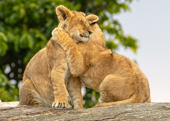 Cottar's 1920s Safari Camp: Umarmung