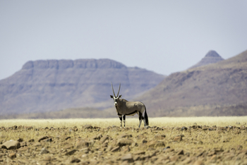 Desert Rhino Camp Desert Rhino Camp: Gemsbock