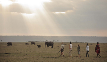 Elewana Elephant Pepper Camp Elewana Elephant Pepper Camp: Walking Safari