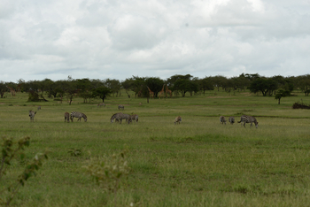 Entim Masai Mara: Zebras